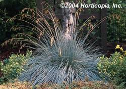 Grass Blue Oat Perennial