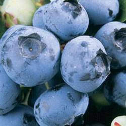 Blueberry Duke Small Fruit