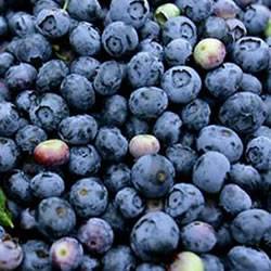Blueberry Legacy Small Fruit