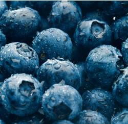 Blueberry Northblue Small Fruit
