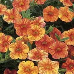Calibrachoa Superbells Tequila Sunrise Annual