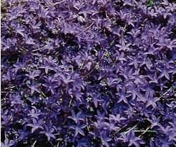 Bellflower Blue Waterfall Perennial
