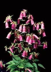 Bellflower Bowl of Cherries Perennial