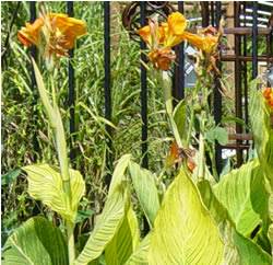Canna Pretoria Perennial
