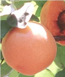 Chinese Apricot Fruit Tree