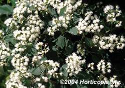 Chocolate Mist Flower Perennial