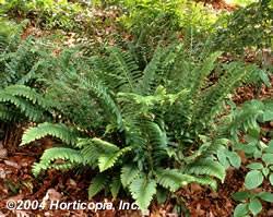 Christmas Fern Fern