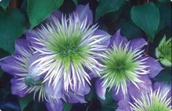 Clematis 'Crystal Fountain TM' Clematis Crystal FountainGao Spring Bulb Plant
