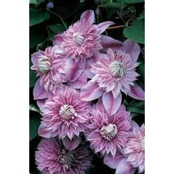 Clematis JosephineGao Vine