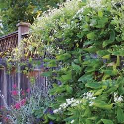 Clematis Sweet Autumn Vine