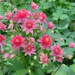 Columbine Clementine Red Perennial
