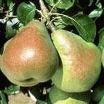 Comice Fruit Tree