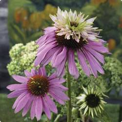 Coneflower Double Decker Fall Bulb