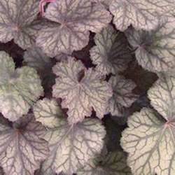Coral Bells Pinot Noir Ground Cover