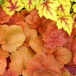 Coral Bells Southern Comfort Ground Cover