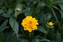 Coreopsis Early Sunrise Perennial
