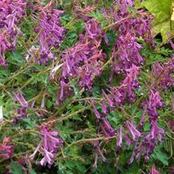 Corydalis Blackberry Wine Ground Cover