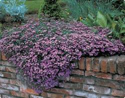 Saponaria ocymoides 'Cote d'Azur Pinks' Cote d Azur Pinks Spring Bulb Plant