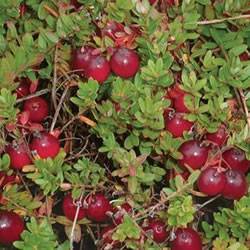Cranberry Ben Lear Small Fruit