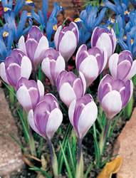 Crocus Giant Vanguard Fall Bulb