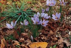 Crocus Fall Flowering Saffron Fall Bulb