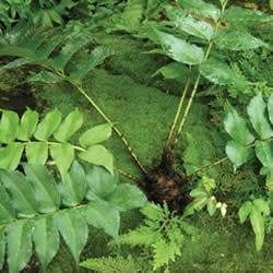 Fern Japanese Holly Fern