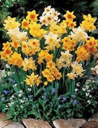 Daffodil Jonquilla Mixed Colors Fall Bulb