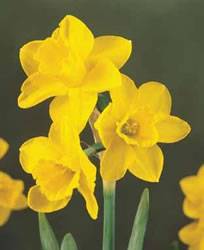 Daffodil Jonquilla Quail Fall Bulb