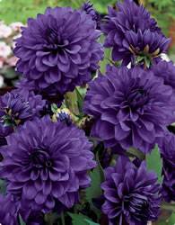 Dahlia Blue Bell Spring Bulb