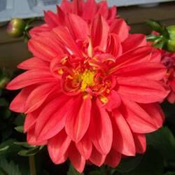 Dahlia Dalina Grande Magdalena Annual