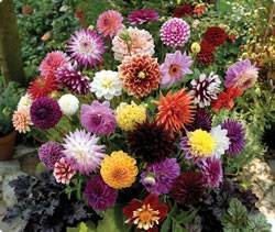 Dahlia Hybridizers Mixed Spring Bulb
