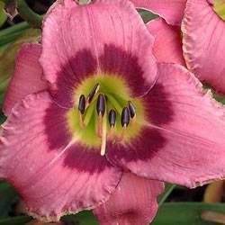 Daylily Always Afternoon Ground Cover