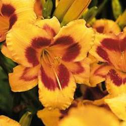 Hemerocallis Black Eyed Susan Daylily Black Eyed Susan Perennial Plant