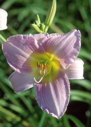 Hemerocallis 'Catherine Woodbury' Daylily Cathrine Woodbury Perennial Plant
