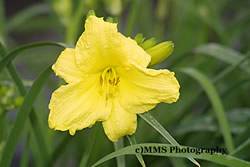 Daylily Happy Returns Perennial
