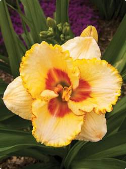 Daylily Sixth Sense Fall Bulb
