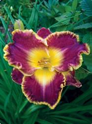 Daylily Thundering Ovation Spring Bulb
