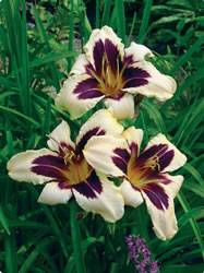 Daylily Wild Horses Spring Bulb