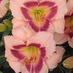 Daylily Wineberry Candy Ground Cover