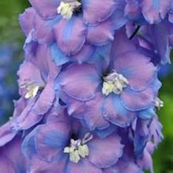 Delphinium Morning Lights Perennial