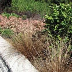 Grass Bronze Veil Tufted Hair Perennial