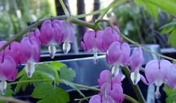 Bleeding Heart Specatabilis Perennial