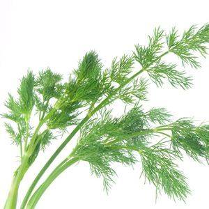 Dill Organic Organic Plant