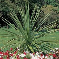 Dracaena 'Indivisa Spikes' Dracaena Indivisa Spikes Annual Plant