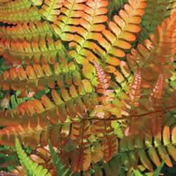 Fern Autumn Fern