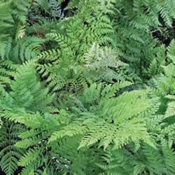 Fern Spreading Wood Fern Fern