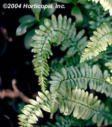 Ebony Spleenwort Fern Fern