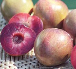 Elephant Heart Japanese Plum Fruit Tree