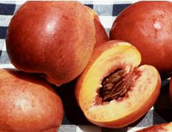 Fantasia Fruit Tree