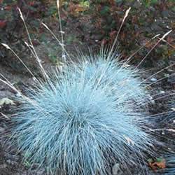 Grass Blue Fescue Perennial